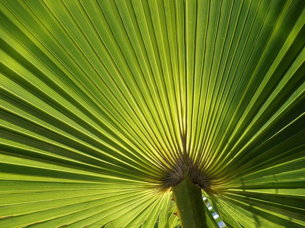 Grüner Palmenwedel, der wie ein Fächer aussieht
