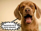 Hund mit Sprechblase: Geschichte ist ja soooo spannend!
