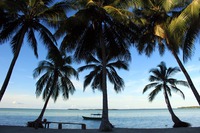Palmen am Strand und ein Boot