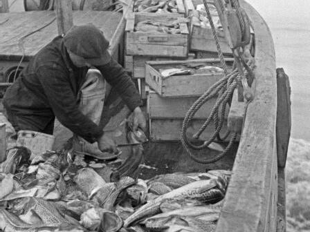 Foto von Heinz Pollmann: Fischer auf Fischkutter beim Ausnehmen von Fischen